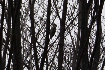 Japanese Pygmy Woodpecker 中山寺(奥之院) Sun, 2/25/2018