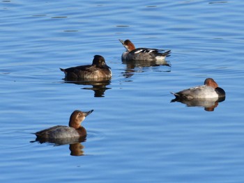 ミコアイサ 東京港野鳥公園 2022年11月12日(土)