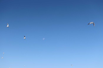 2022年11月14日(月) 高松干潟(四日市)の野鳥観察記録