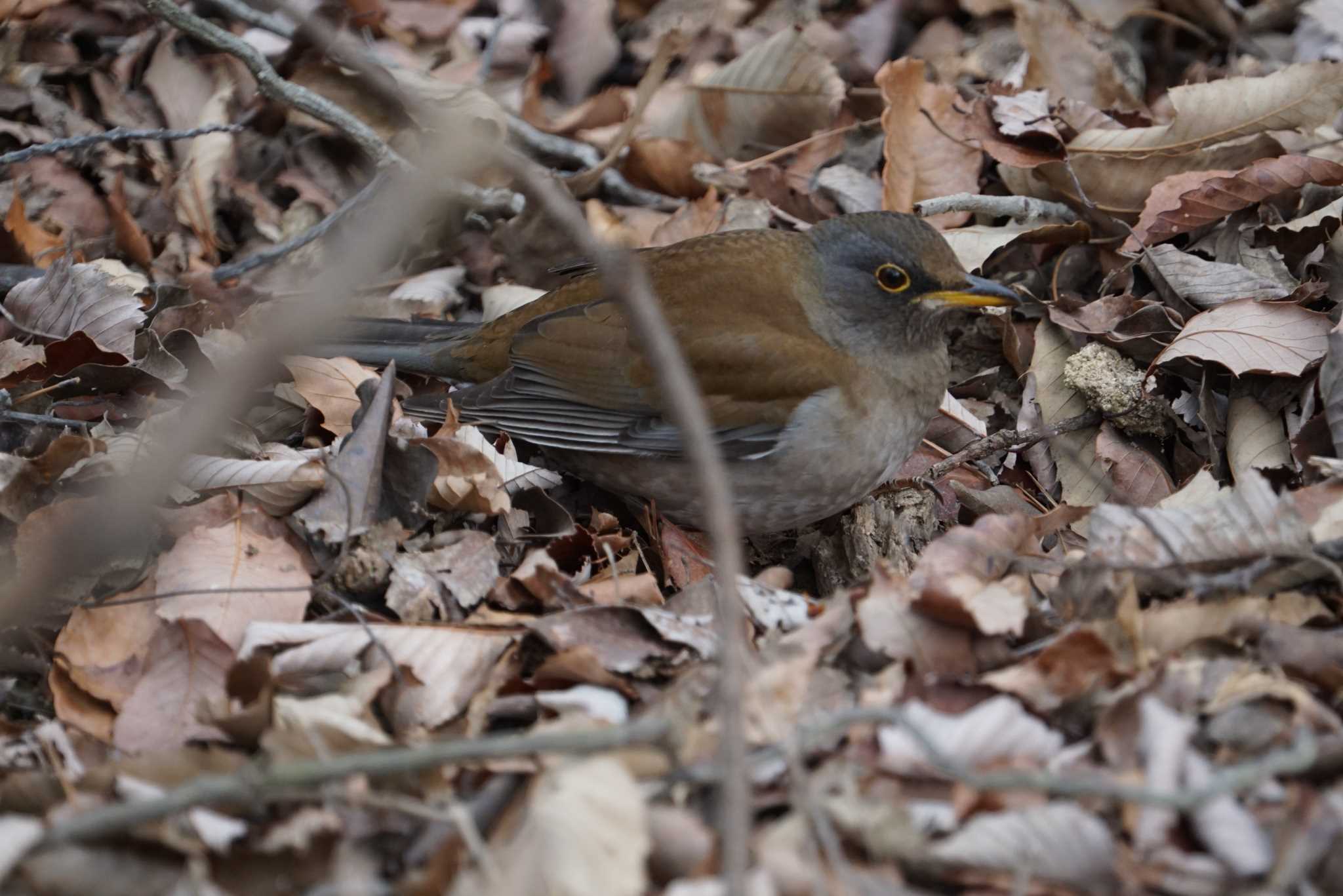 Pale Thrush