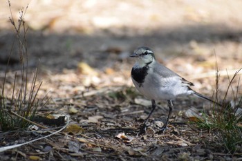 White Wagtail 久宝寺緑地公園 Sat, 11/12/2022