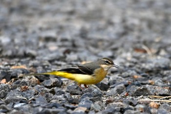 Grey Wagtail 大江川緑地 Mon, 11/14/2022