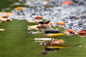 Grey Wagtail 大江川緑地 Mon, 11/14/2022