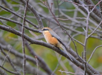 Bull-headed Shrike 東京都立桜ヶ丘公園(聖蹟桜ヶ丘) Mon, 11/14/2022