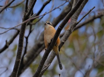 Bull-headed Shrike 東京都立桜ヶ丘公園(聖蹟桜ヶ丘) Mon, 11/14/2022