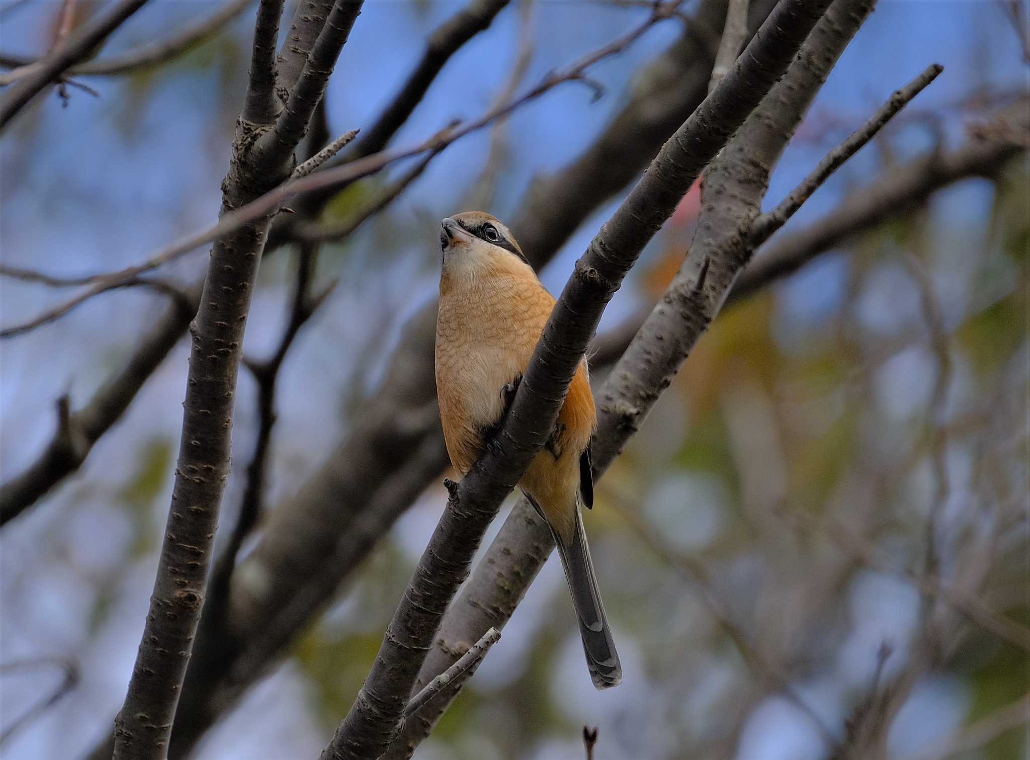 Photo of Bull-headed Shrike at 東京都立桜ヶ丘公園(聖蹟桜ヶ丘) by taiga