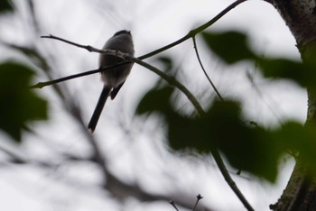 Long-tailed Tit 中山寺(奥之院) Sun, 2/25/2018