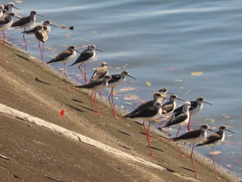 2022年11月14日(月) 土留木川河口(東海市)の野鳥観察記録
