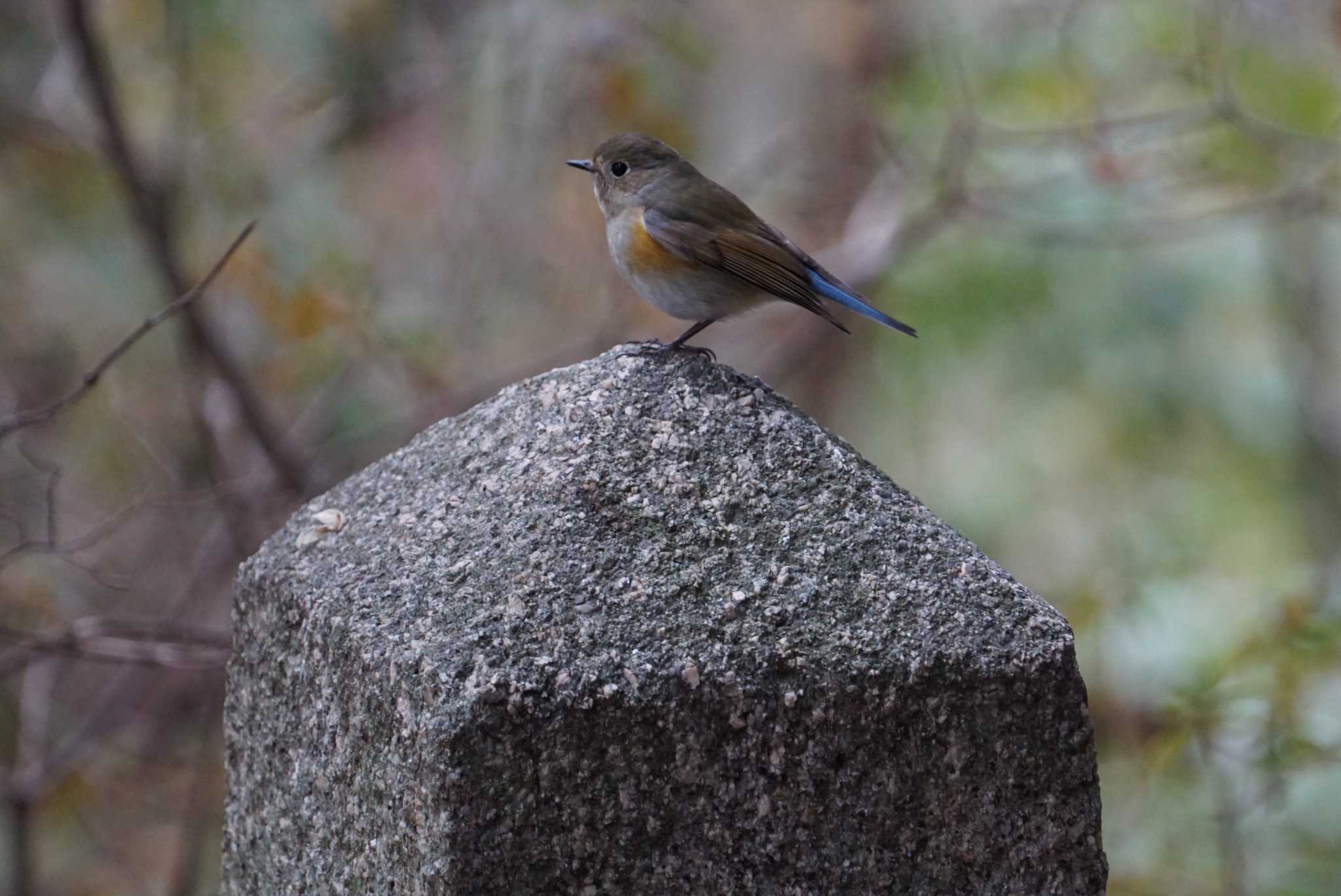 Red-flanked Bluetail