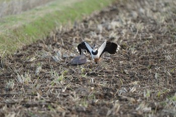 Northern Lapwing 斐伊川河口 Mon, 11/14/2022