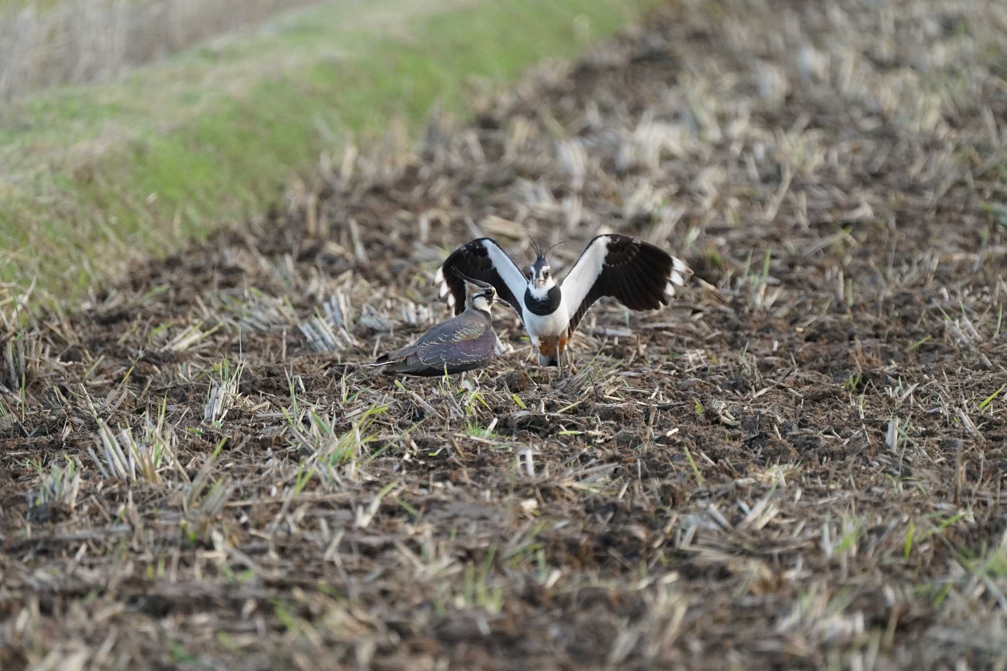 Northern Lapwing