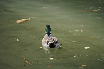 Falcated Duck Matsue Castle Mon, 11/14/2022