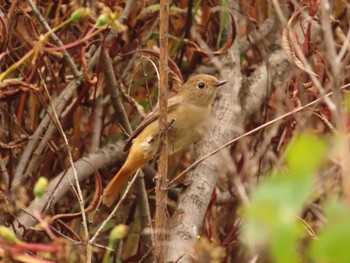 2022年11月14日(月) 勅使池(豊明市)の野鳥観察記録