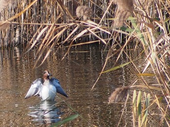 2022年11月11日(金) 葛西臨海公園の野鳥観察記録