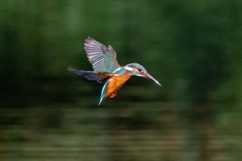 Common Kingfisher 多摩市 Sun, 11/13/2022