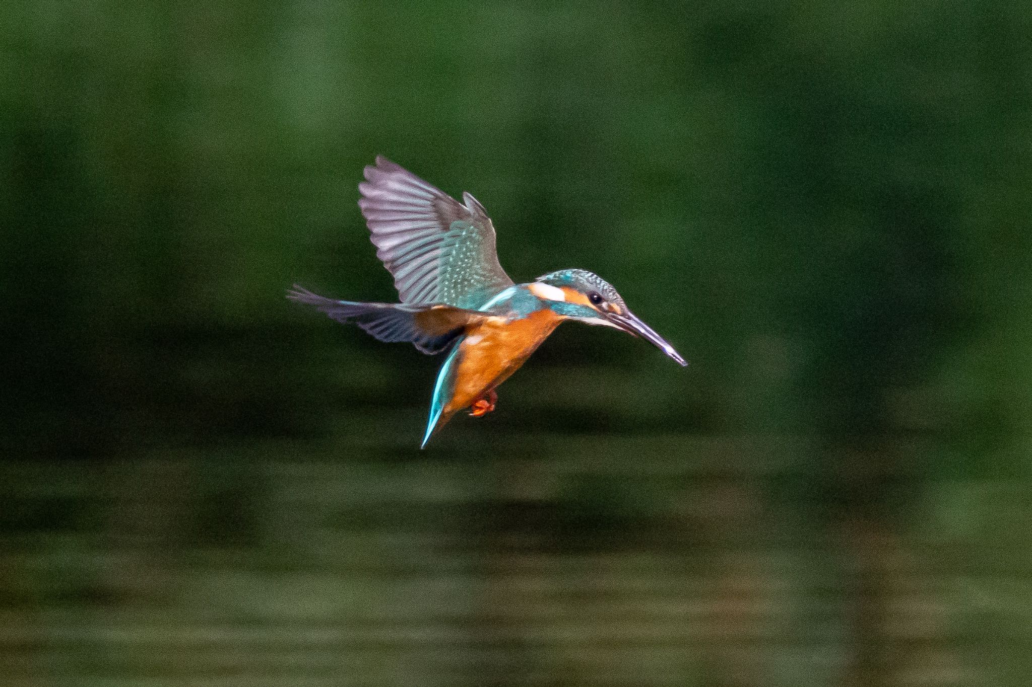 Photo of Common Kingfisher at 多摩市 by 🐦Toshi🐧