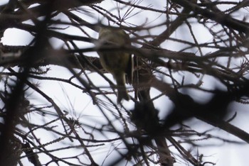 Goldcrest 中山寺(奥之院) Sun, 2/25/2018