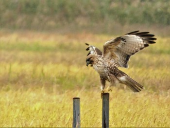 2022年11月13日(日) 浮島ヶ原自然公園の野鳥観察記録