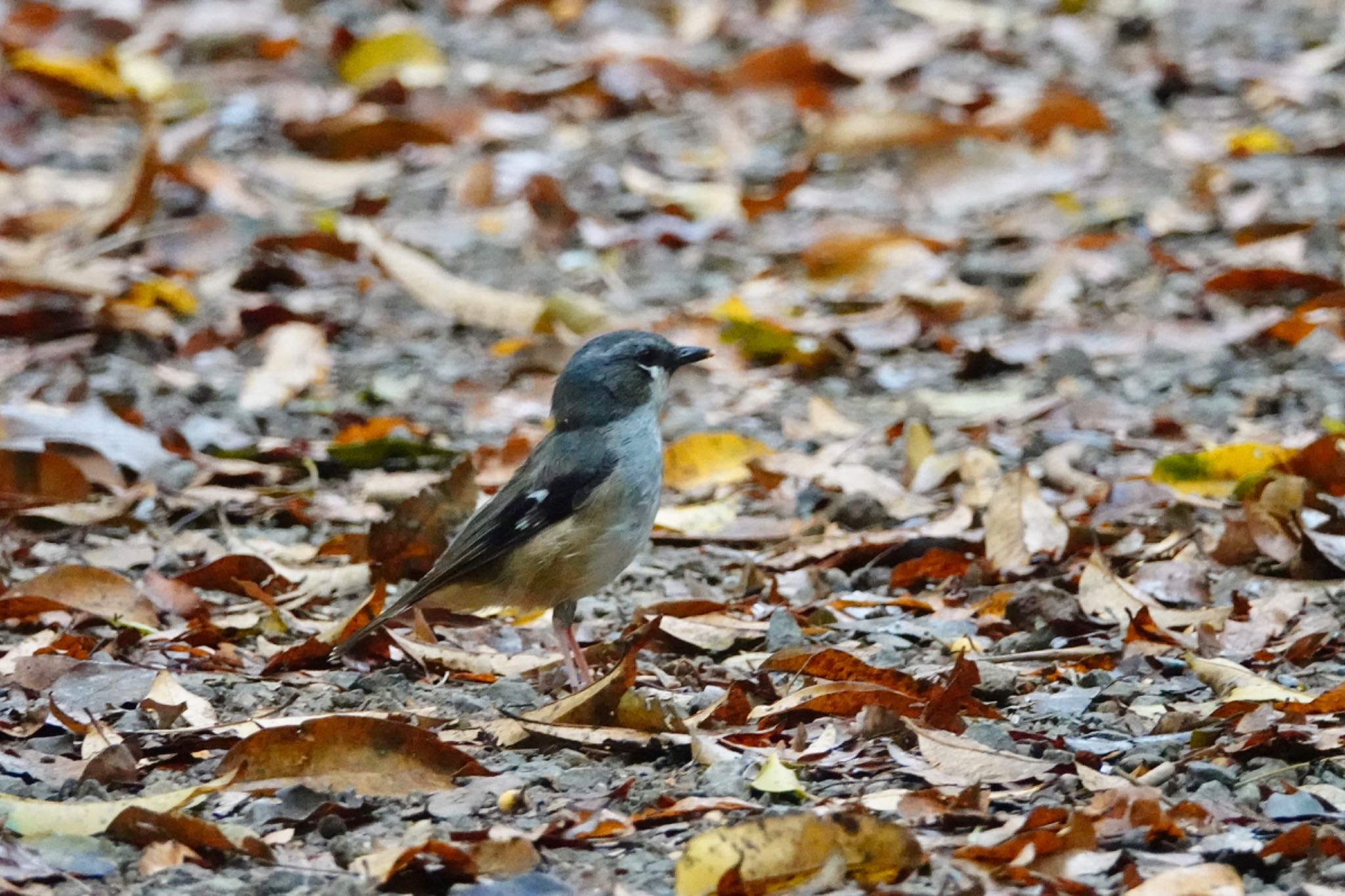 Grey-headed Robin