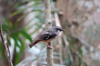 ハイガシラヤブヒタキ Chambers Wildlife Rainforest Lodges 周辺 2022年10月5日(水)