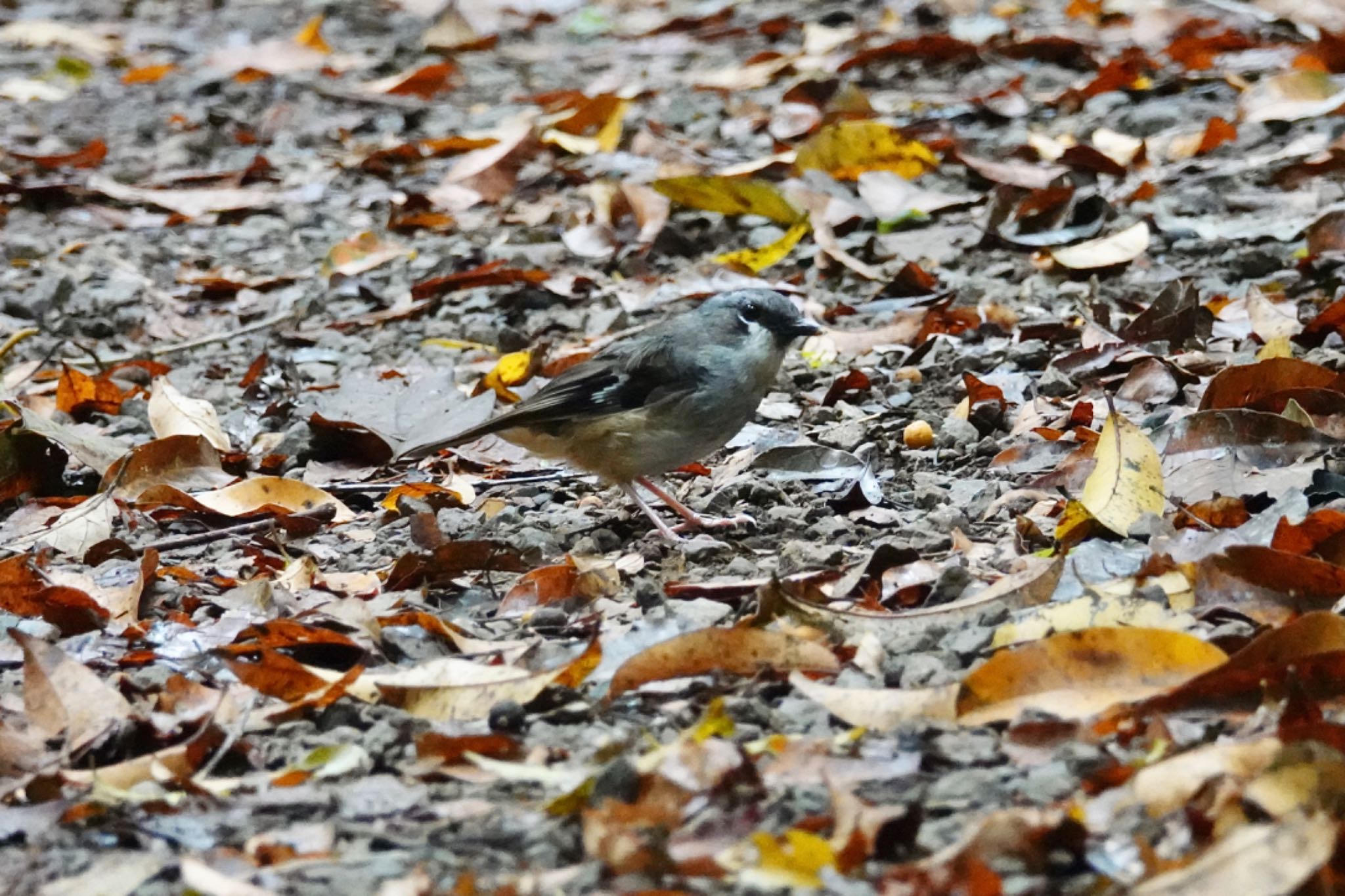 Grey-headed Robin