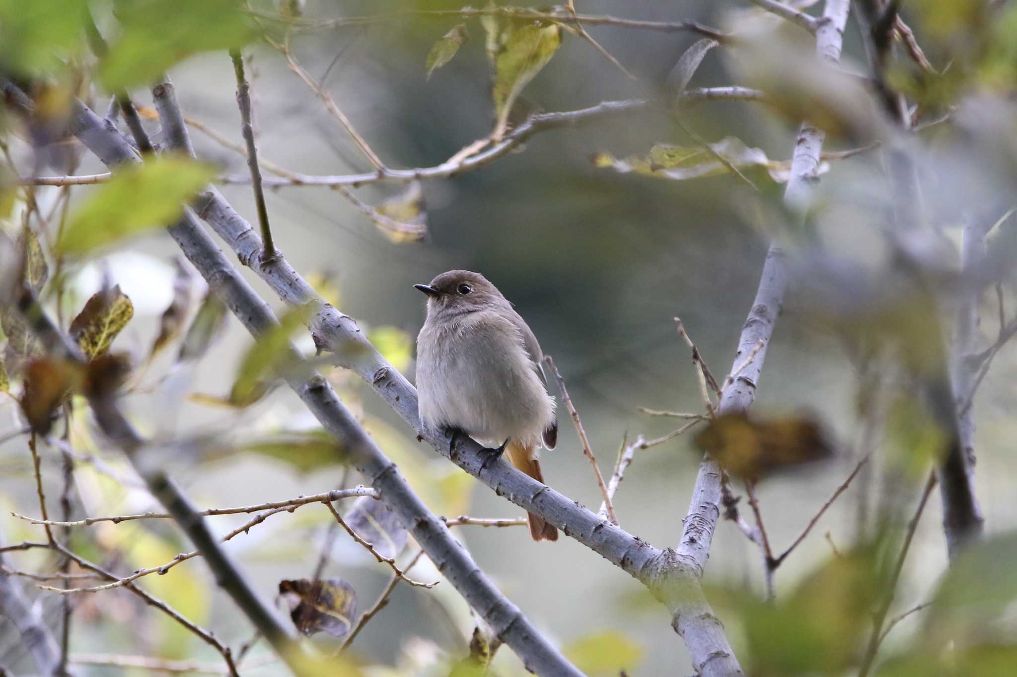 石坂の森 ジョウビタキの写真 by kingfisher_hidaka