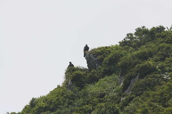 2010年7月25日(日) 伊吹山の野鳥観察記録