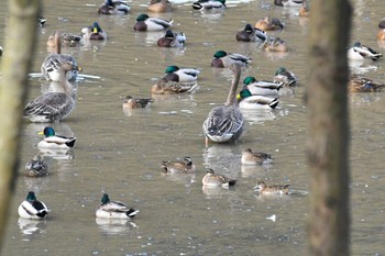 Baikal Teal 雁の池(石川県珠洲市) Mon, 11/14/2022