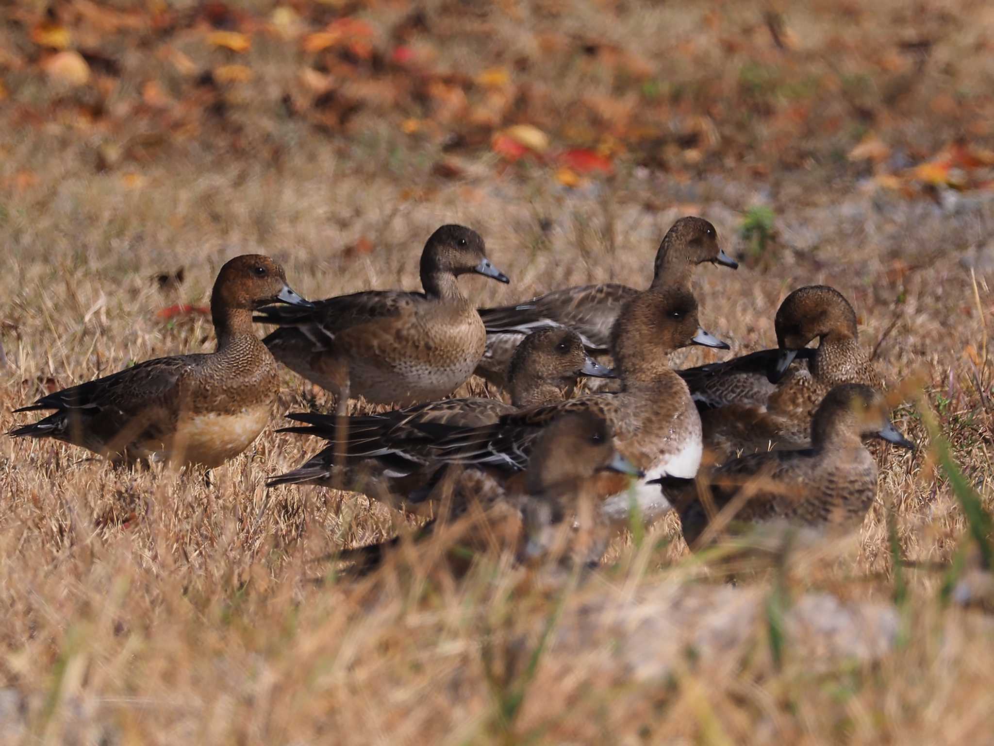 ヒドリガモ