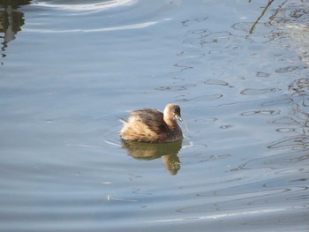 Little Grebe 環水公園 Sun, 2/18/2018