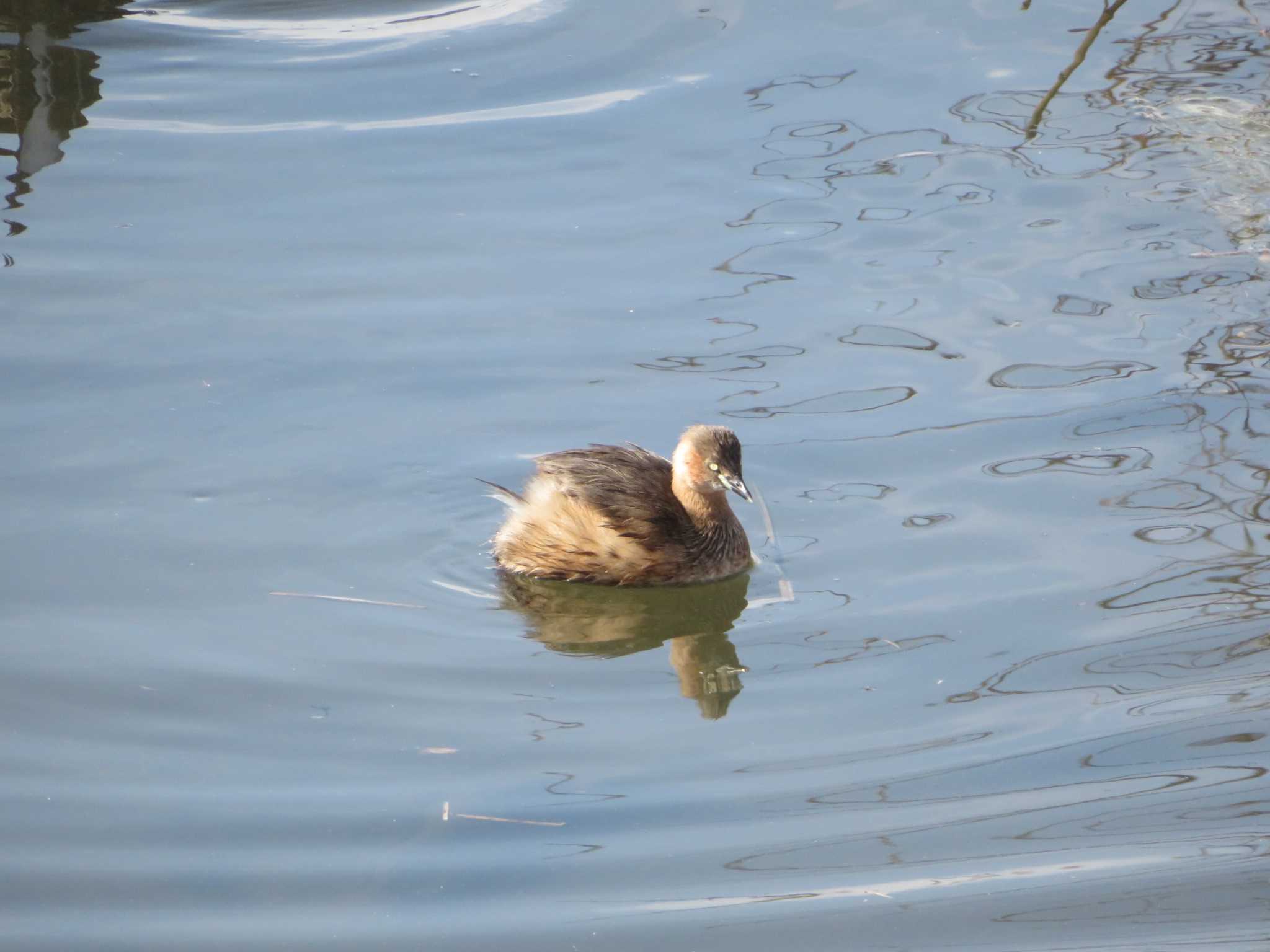 Photo of Little Grebe at 環水公園 by nari