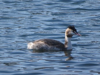 Great Crested Grebe 環水公園 Sun, 2/18/2018