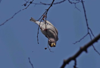 Chinese Grosbeak Unknown Spots Sat, 2/24/2018