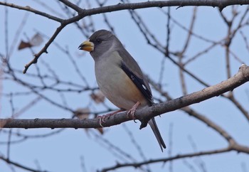 Chinese Grosbeak Unknown Spots Sat, 2/24/2018