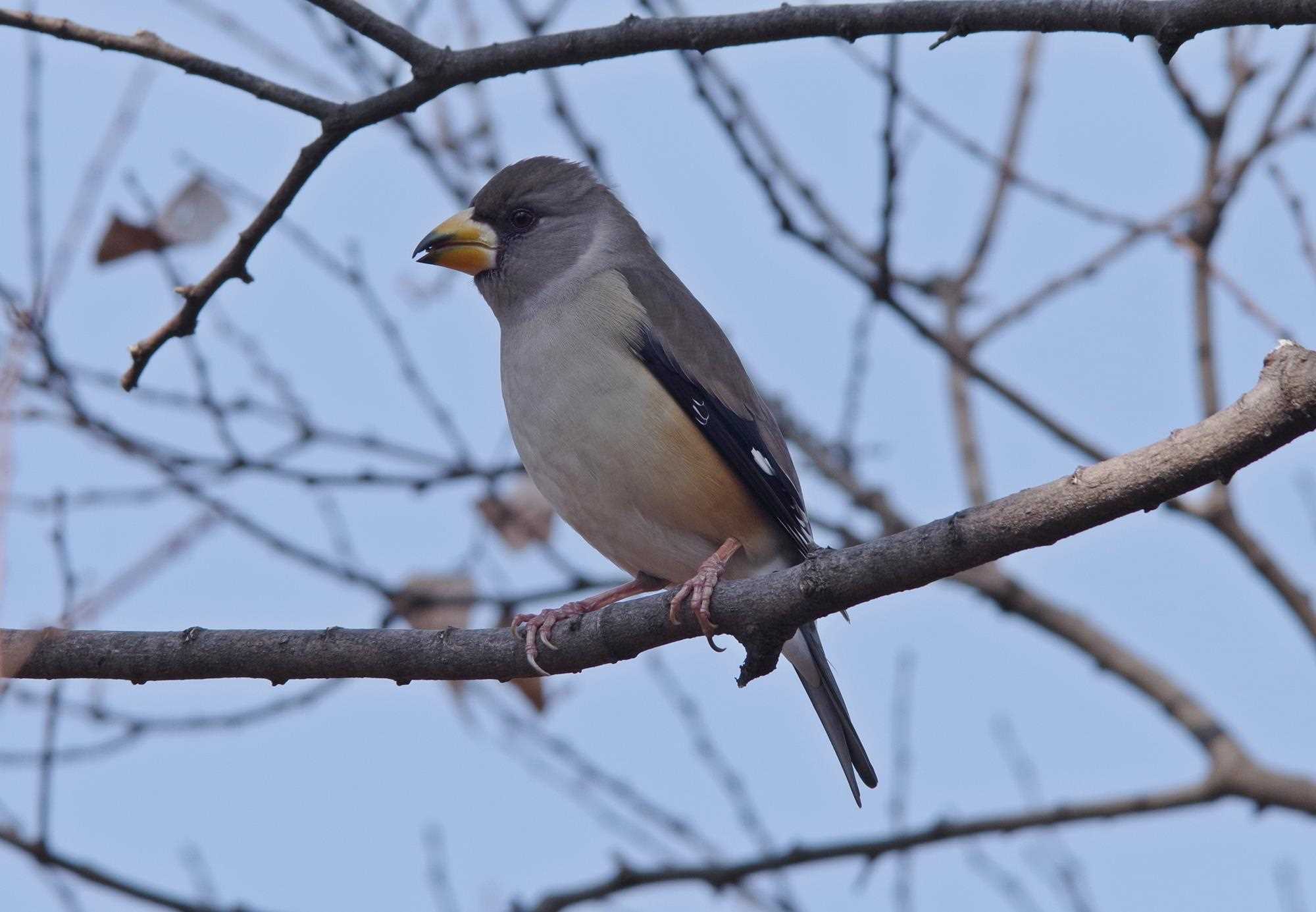 Photo of Chinese Grosbeak at  by くまのみ