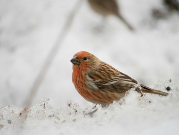 Pallas's Rosefinch 長野県 Sat, 2/24/2018