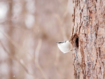 Eurasian Nuthatch 長野県 Sat, 2/24/2018