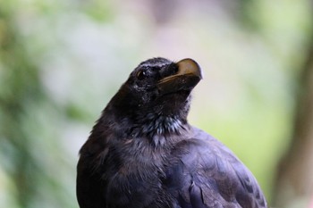 Large-billed Crow Maruyama Park Tue, 9/6/2022