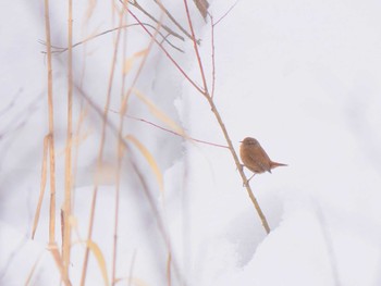 ミソサザイ 長野県 2018年2月24日(土)