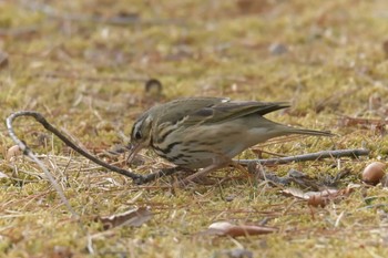 Olive-backed Pipit Mie-ken Ueno Forest Park Sun, 2/25/2018
