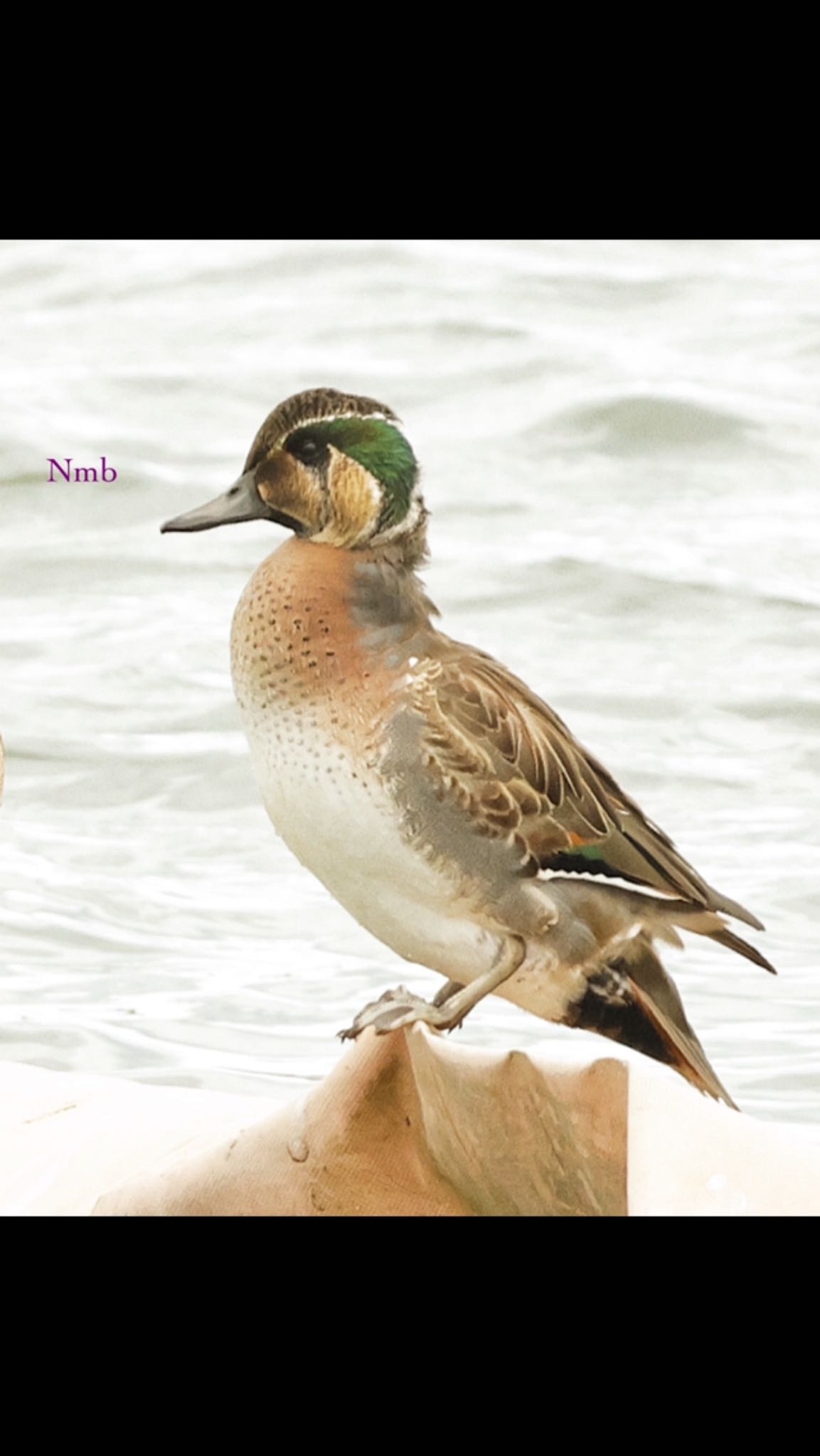 Photo of Baikal Teal at  by soul.number.358