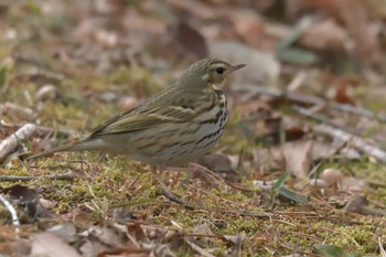 Olive-backed Pipit Mie-ken Ueno Forest Park Sun, 2/25/2018