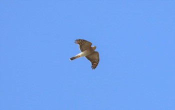 2022年11月15日(火) 勅使池(豊明市)の野鳥観察記録