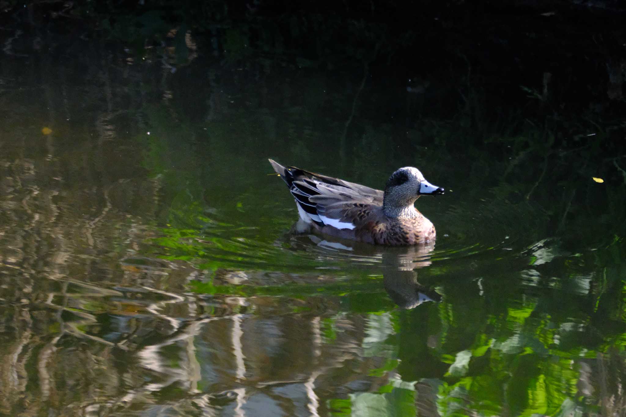 American Wigeon