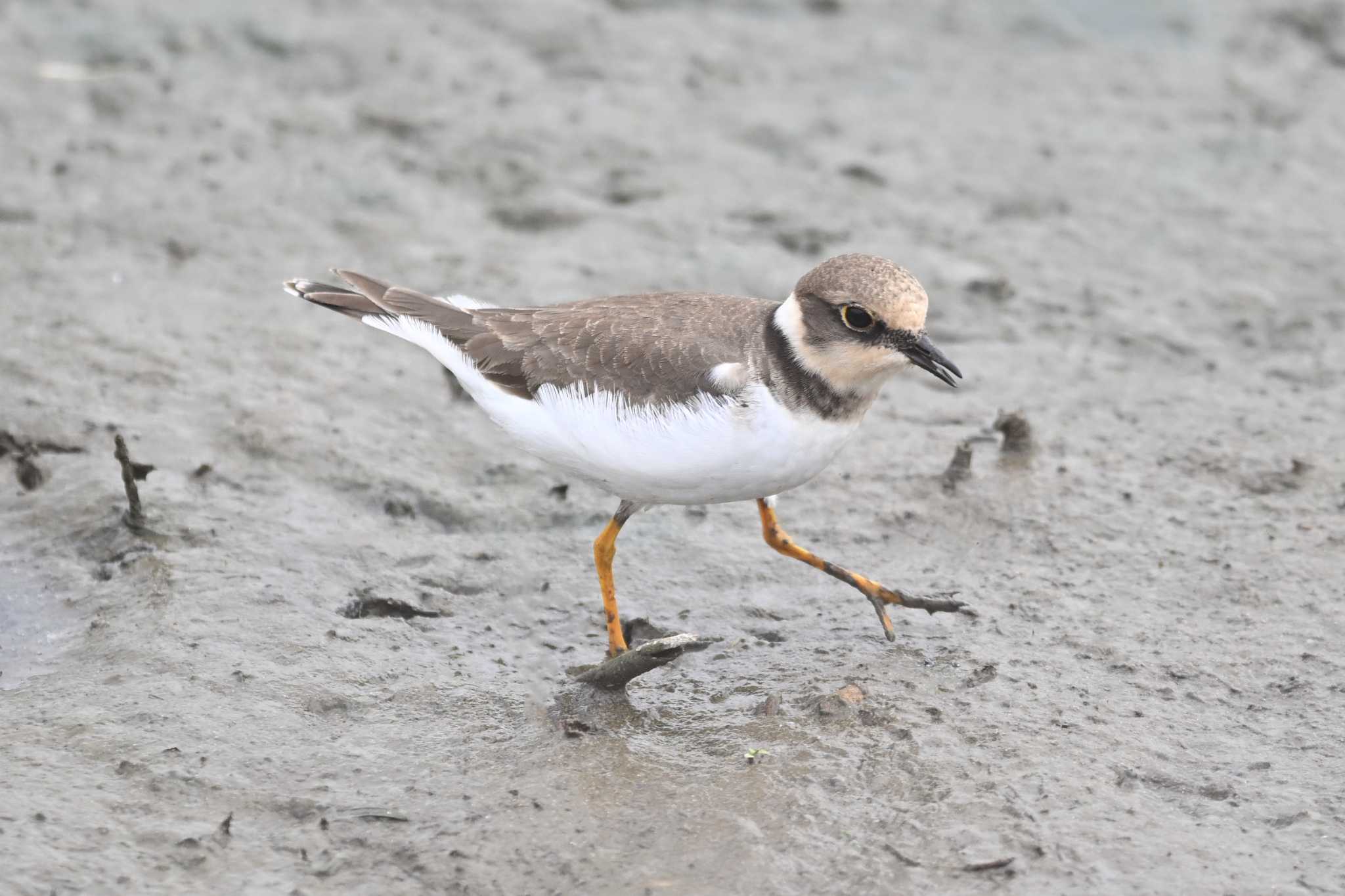 Photo of Little Ringed Plover at Isanuma by Yokai