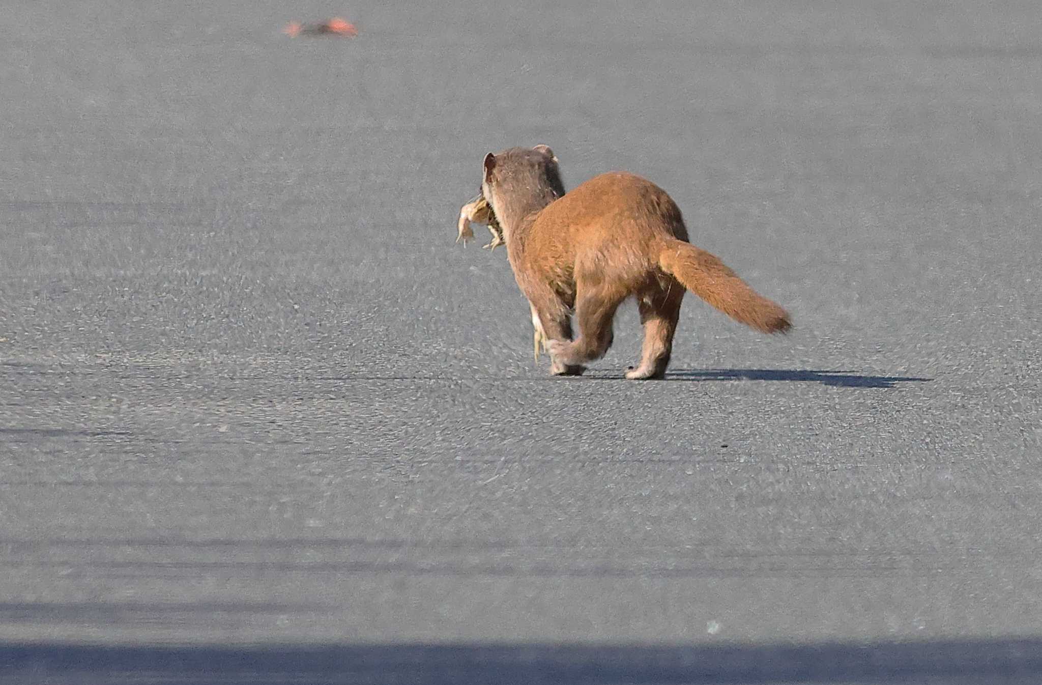 食用ガエルをお持ち帰り