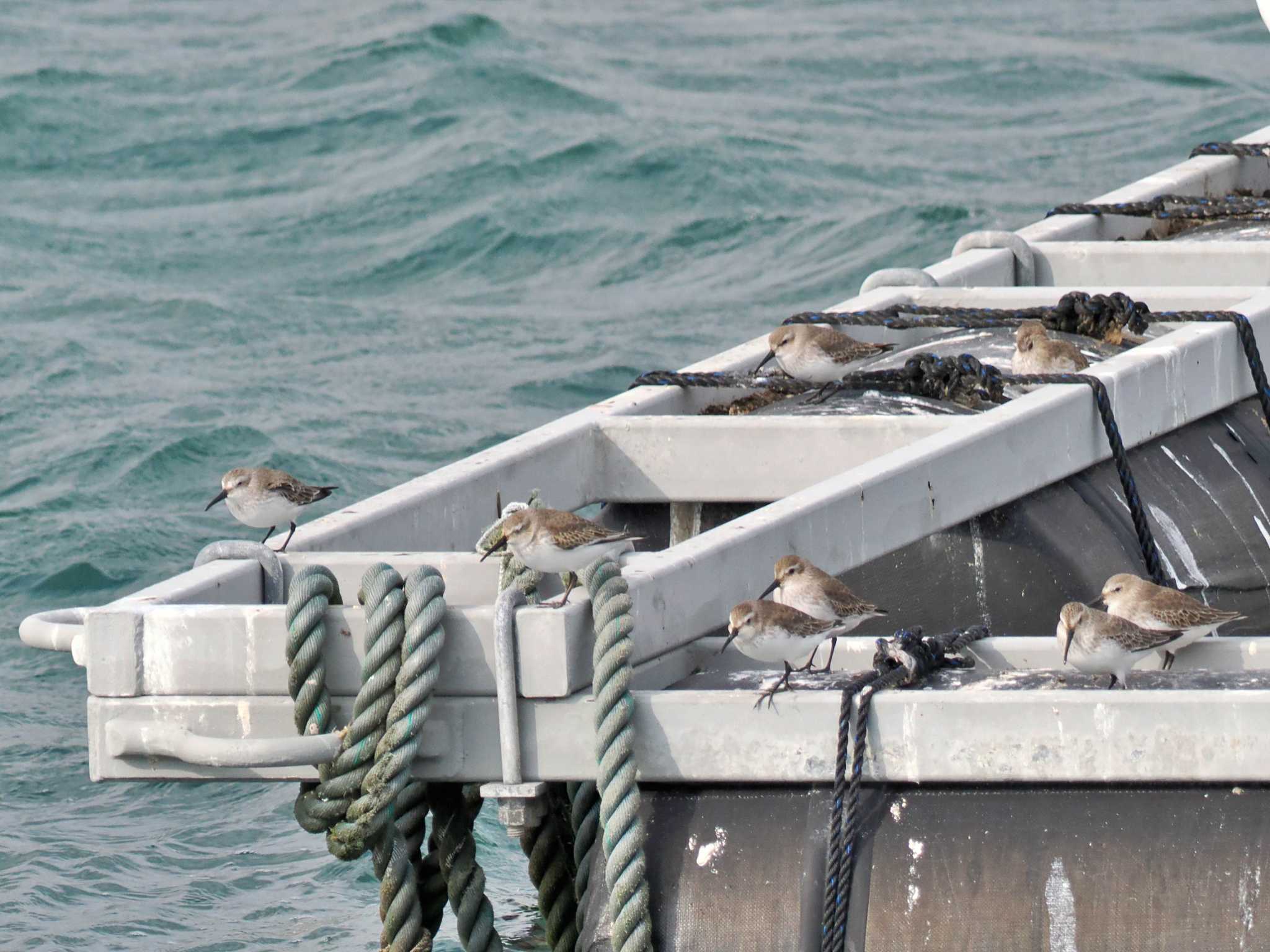 平磯海岸 ハマシギの写真