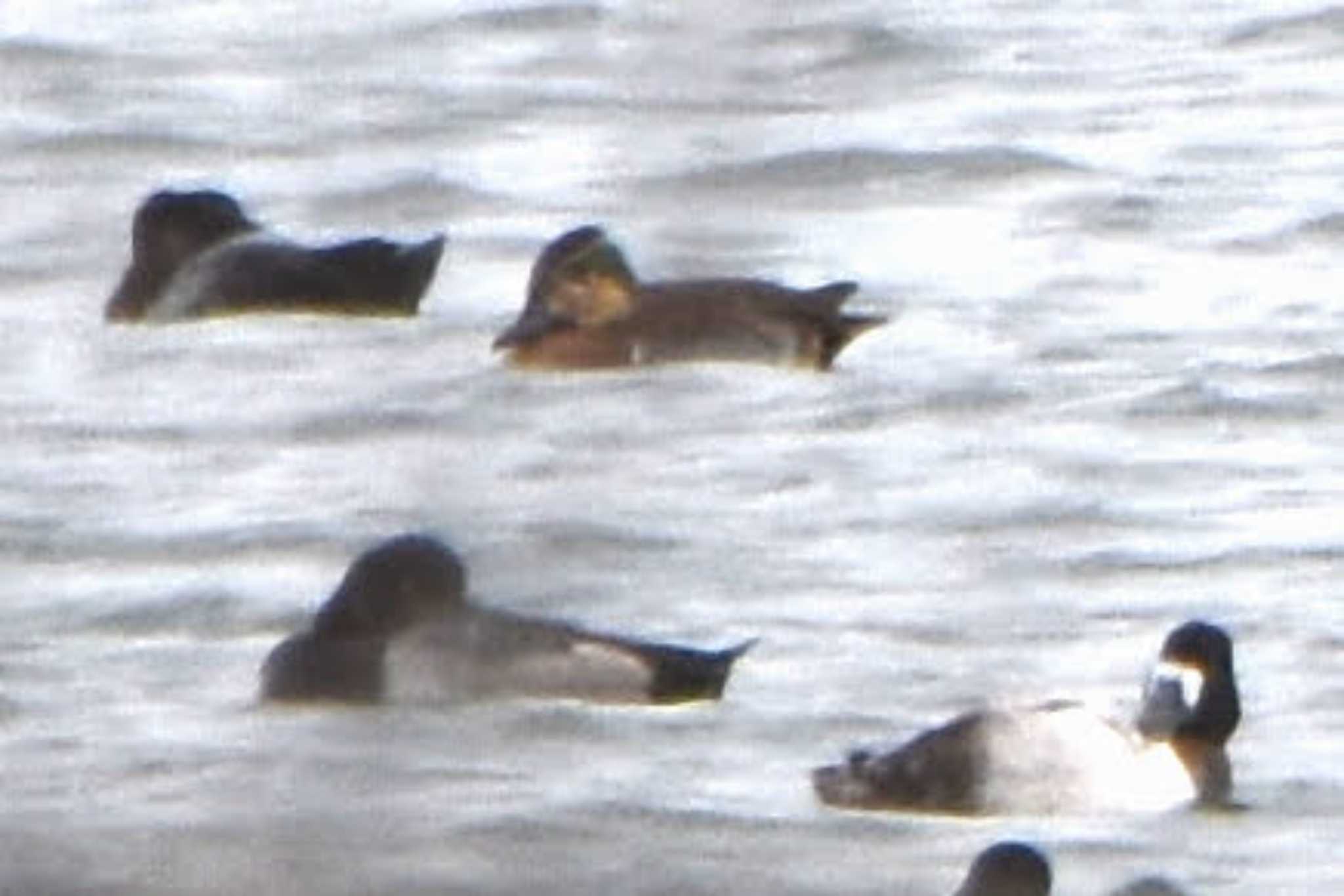 葛西海浜公園 トモエガモの写真