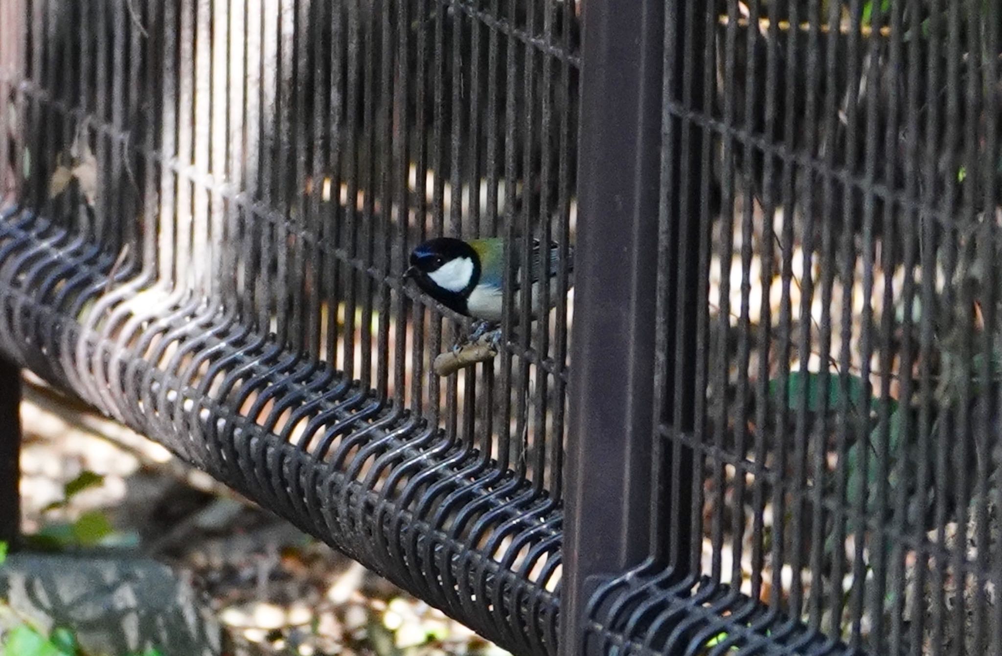 大阪城公園 シジュウカラの写真