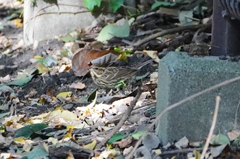 2022年11月15日(火) 大阪城公園の野鳥観察記録